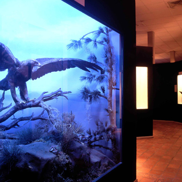 Visitar el Museo de las Aves en Saltillo – SALTILLO, MUSEOS